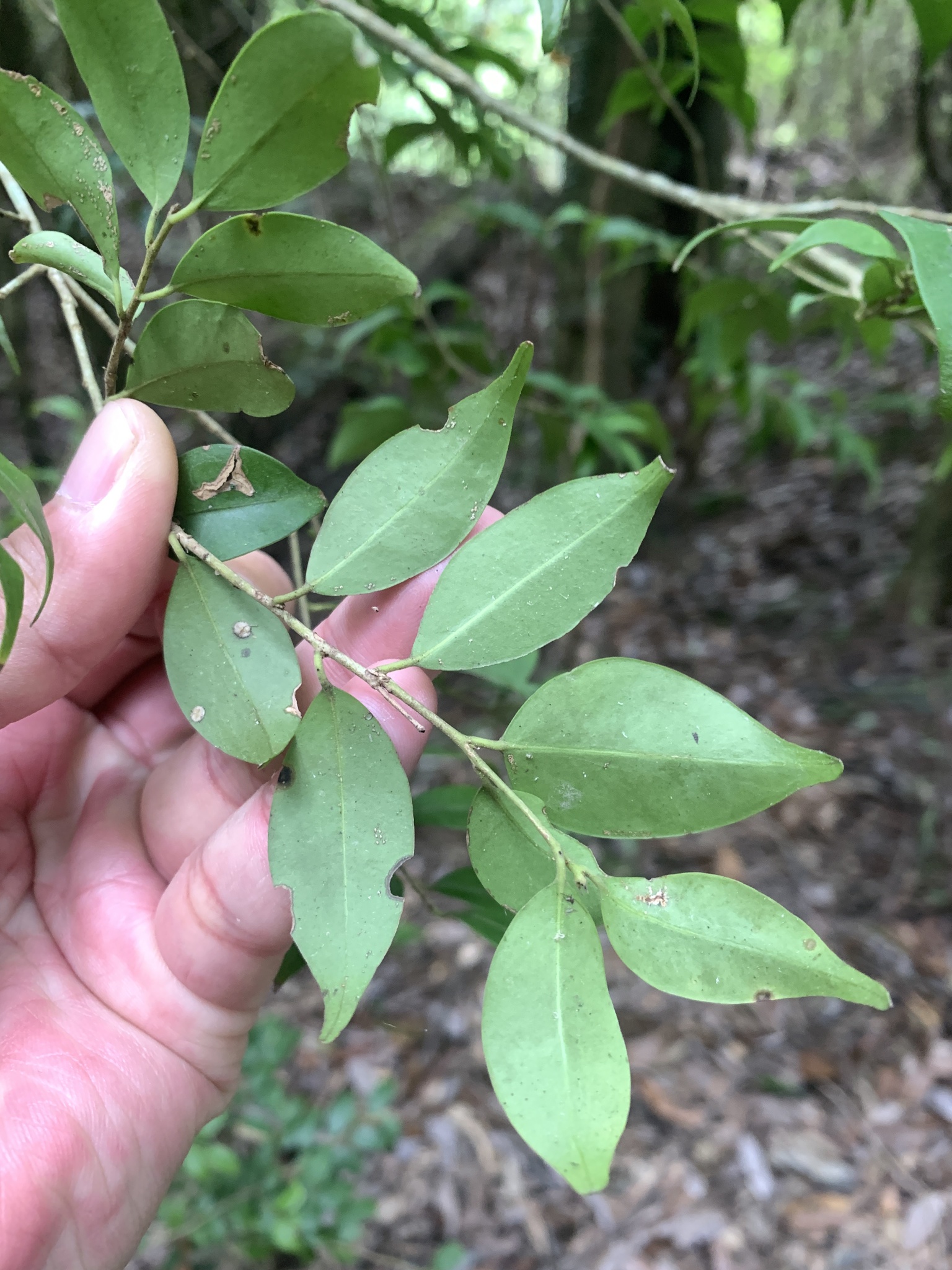 Cleyera longicarpa