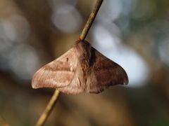 Hylesia dalina