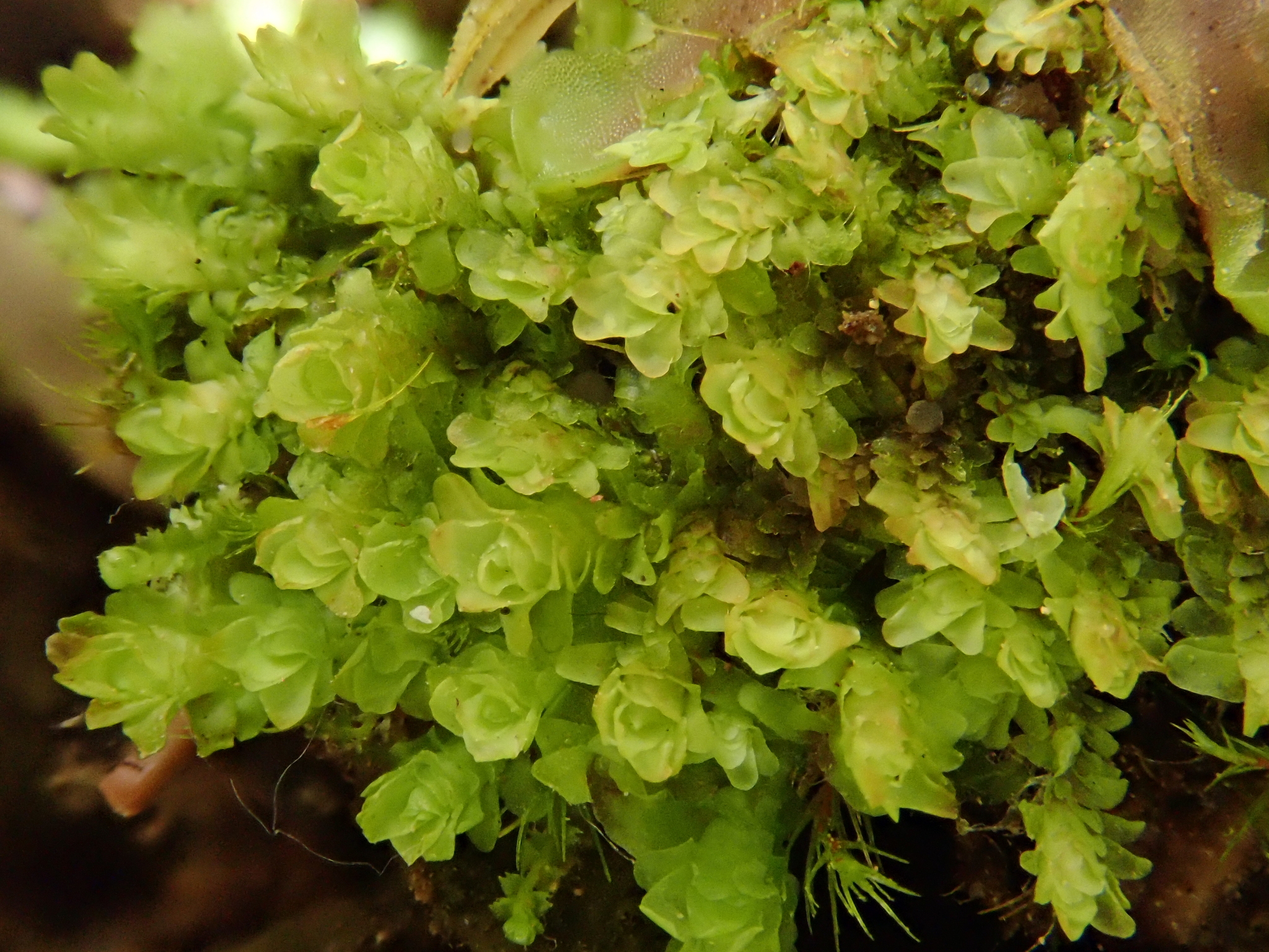 Diplophyllum obtusifolium