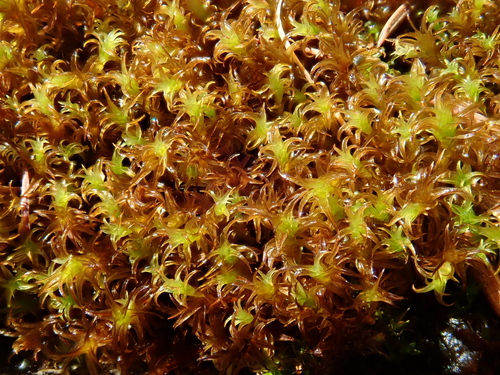 Image of Geheebia ferruginea by (c) Christian Berg, some rights reserved (CC BY)