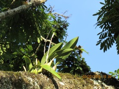 Laelia anceps