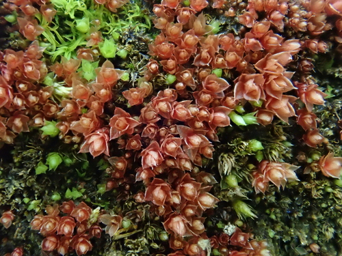 Image of Ptychostomum pallens by (c) Christian Berg, some rights reserved (CC BY)