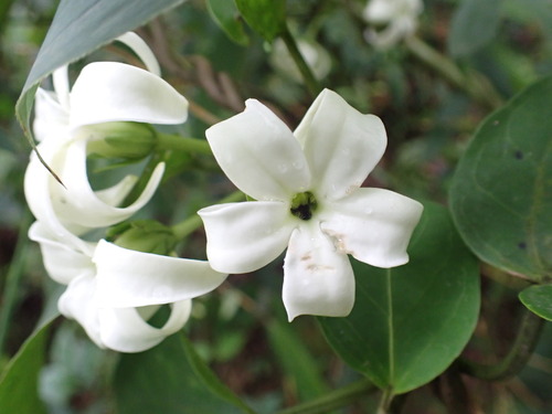 Jasminanthes mucronata iNat (1)