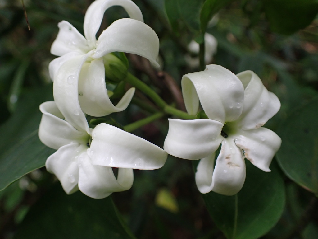 Jasminanthes mucronata