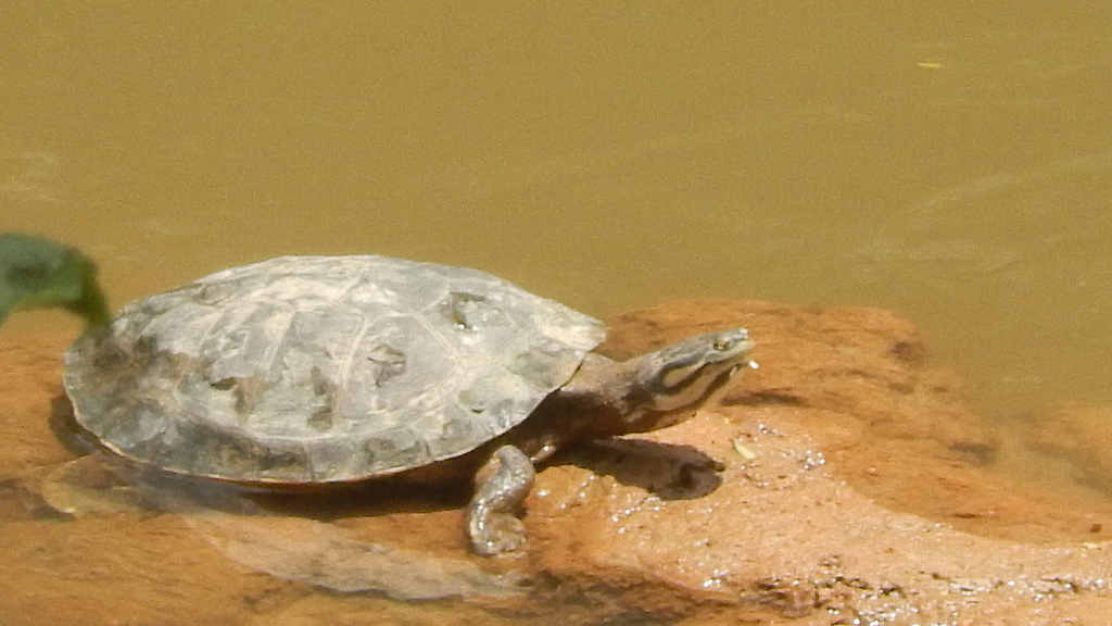 Phrynops geoffroanus (Vertebrados con Caparazón presentes en Colombia ...