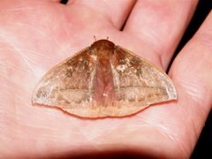 Gamelia abasia