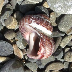 Modelia granosa