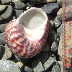 Modelia granosa