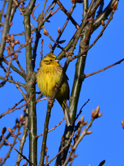 Emberiza citrinella caliginosa