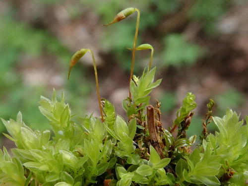 Image of Mnium marginatum by (c) Christian Berg, some rights reserved (CC BY)