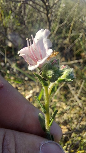 Renoster Healthbush (Lobostemon glaber)