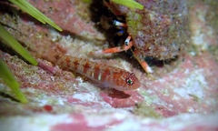 Divine Dwarf Goby photo 5
