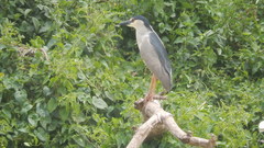 Nycticorax nycticorax