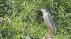 Nycticorax nycticorax