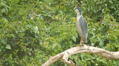 Nycticorax nycticorax