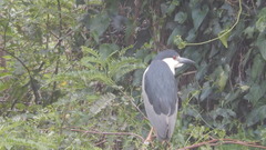 Nycticorax nycticorax
