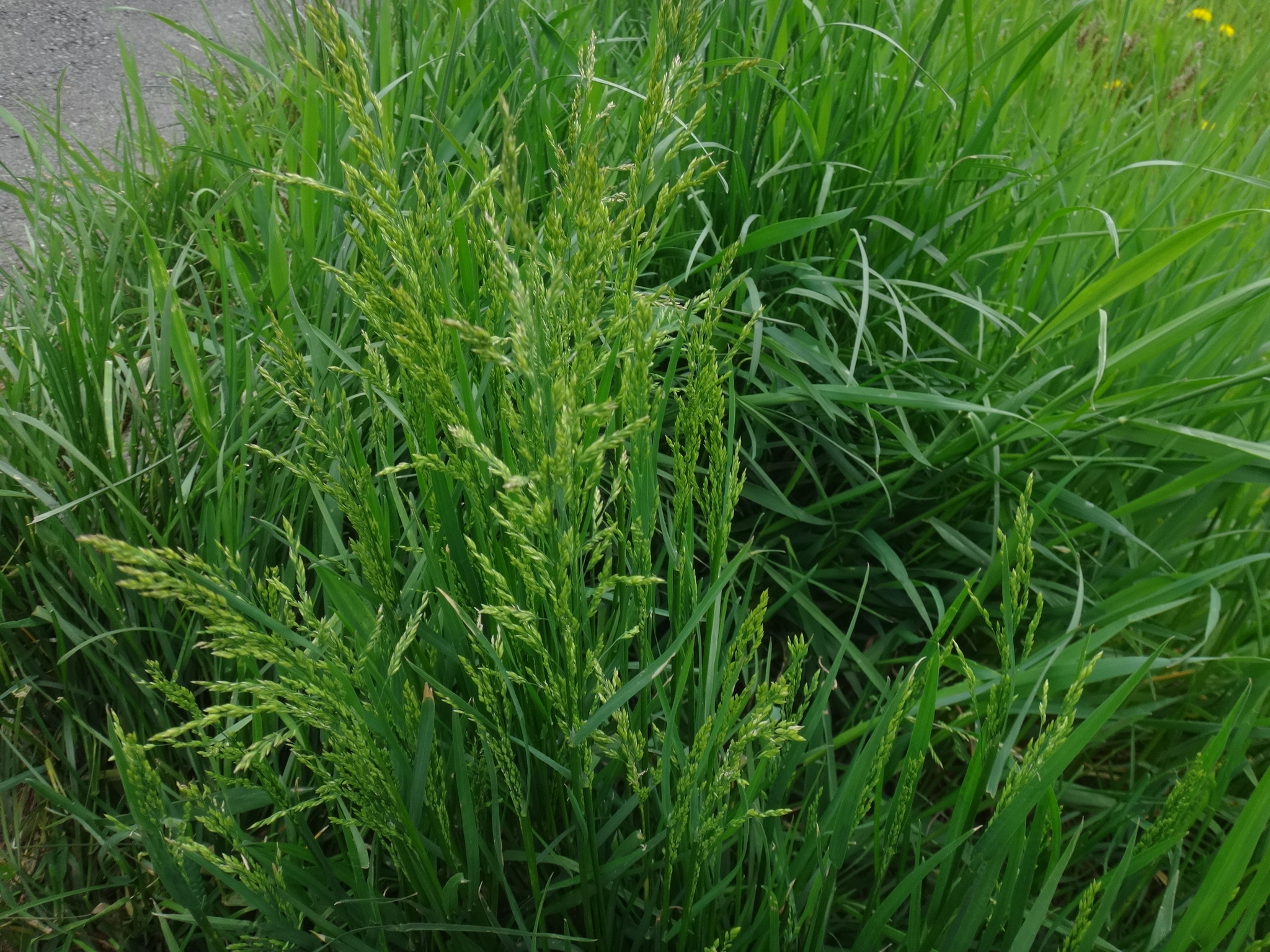 Poa trivialis L.