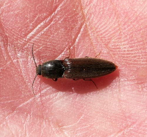 kováčik červenobruchý (Athous haemorrhoidalis)