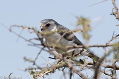 Polihierax semitorquatus