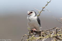 Polihierax semitorquatus