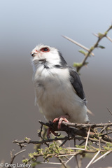 Polihierax semitorquatus