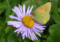 Colias meadii