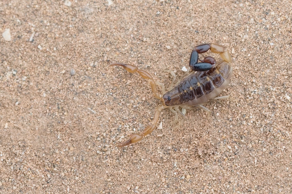 Butheoloides