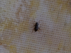 Microcylloepus pusillus