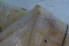 Microcylloepus pusillus