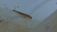 Microcylloepus pusillus