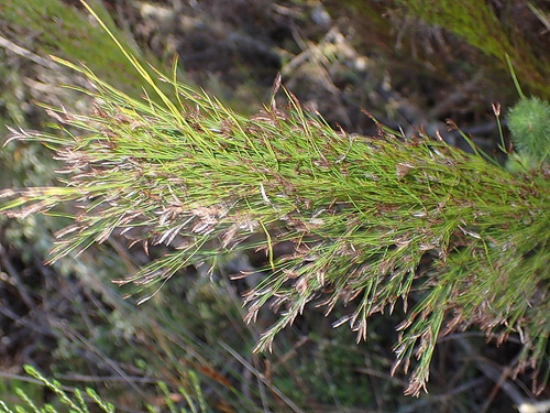 Image of Restio leptoclados by no rights reserved