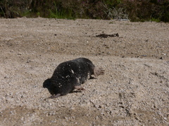 Talpa occidentalis