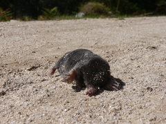 Talpa occidentalis