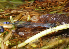 Enallagma novaehispaniae