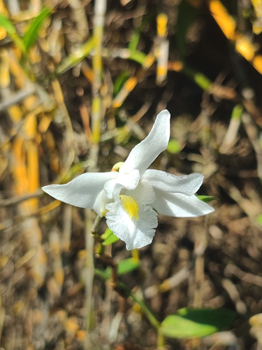 Dendrobium crumenatum