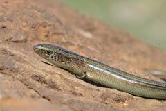 Algerian Three-Toed Skink photo 2