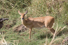 Redunca redunca