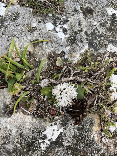 Lachenalia pygmaea
