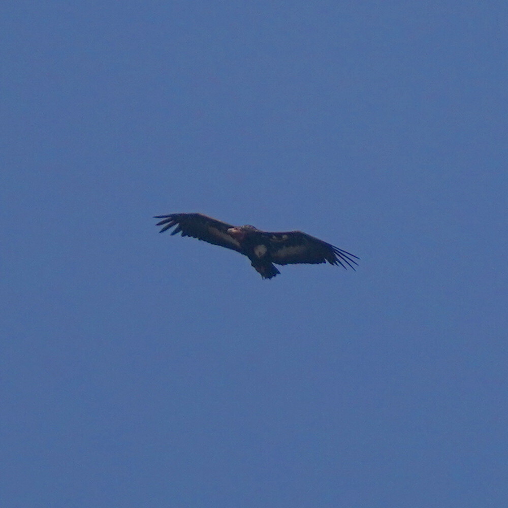 Red-headed Vulture