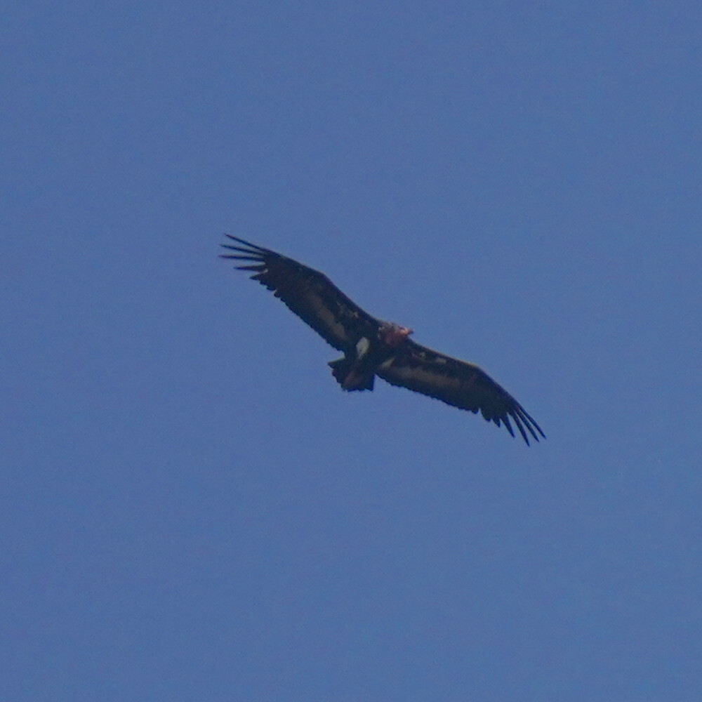 Red-headed Vulture