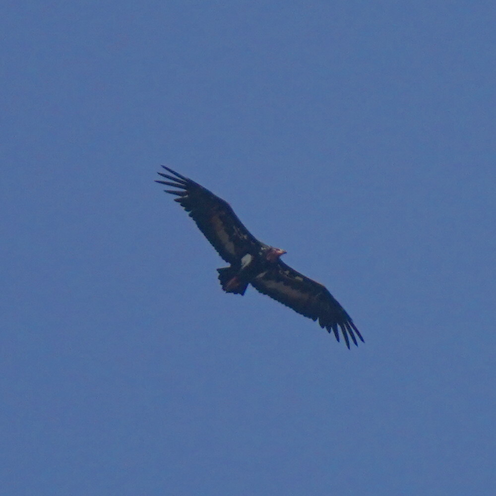 Red-headed Vulture