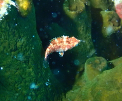 Thrush Sneaky Wrasse photo 3
