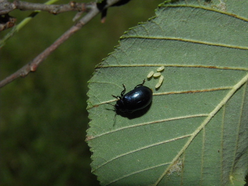Mėlynasis alksniagraužis