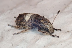 Toxonotus cornutus