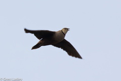 Pterocles gutturalis