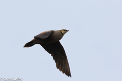 Pterocles gutturalis