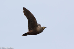 Pterocles gutturalis