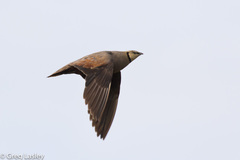 Pterocles gutturalis