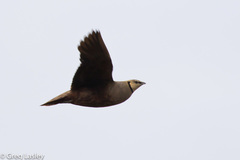 Pterocles gutturalis