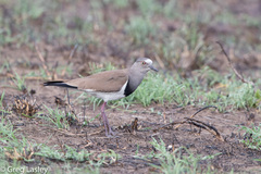 Vanellus melanopterus